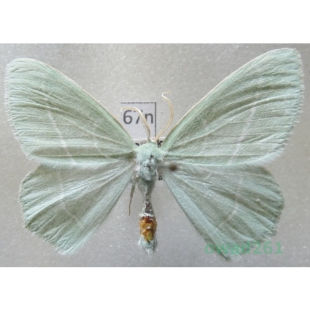 Hemistola chrysoprasaria (Esper, 1794) Slovakia67n